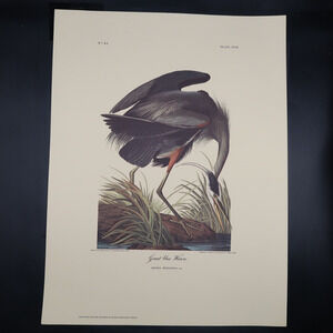 JJ Audubon Great Blue Heron Bird Print 12 x 16 Milwaukee Public Library